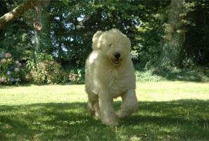 mini Komondor-enki-01 width=