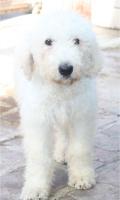 mini Komondor-gao-01