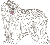 komondor-logo-2